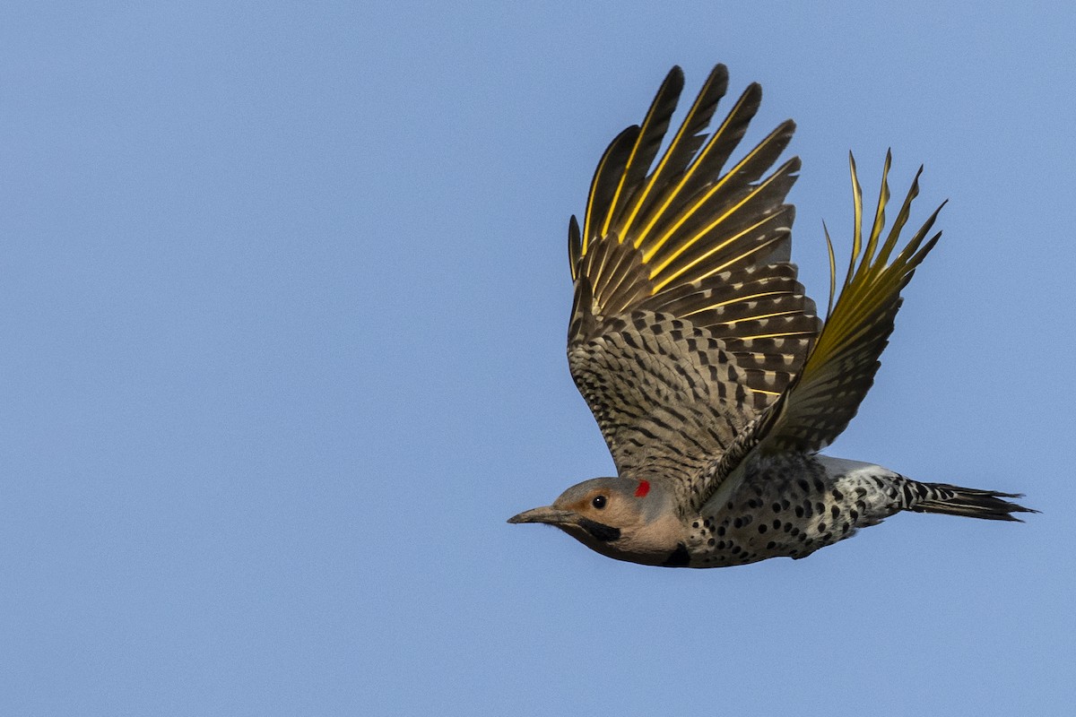 Northern Flicker (Yellow-shafted) - ML617510138