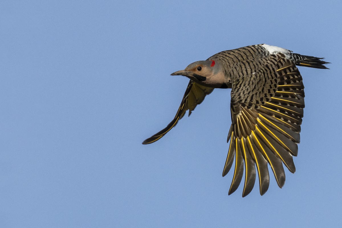Northern Flicker (Yellow-shafted) - ML617510139