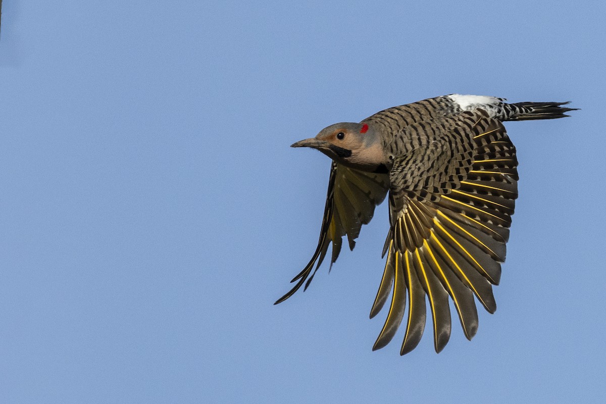 Northern Flicker (Yellow-shafted) - ML617510140