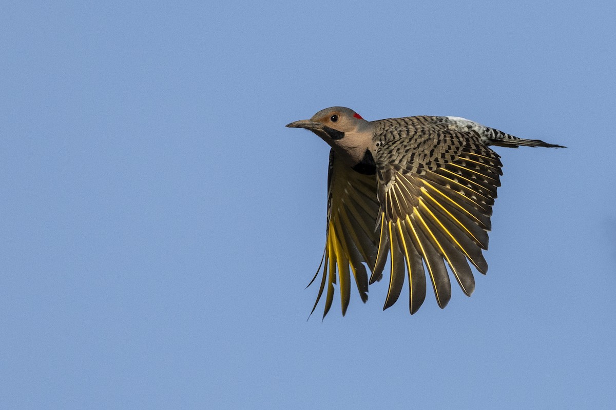 Northern Flicker (Yellow-shafted) - ML617510141