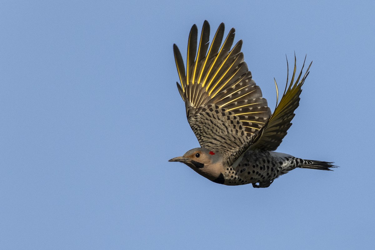 Northern Flicker (Yellow-shafted) - ML617510142