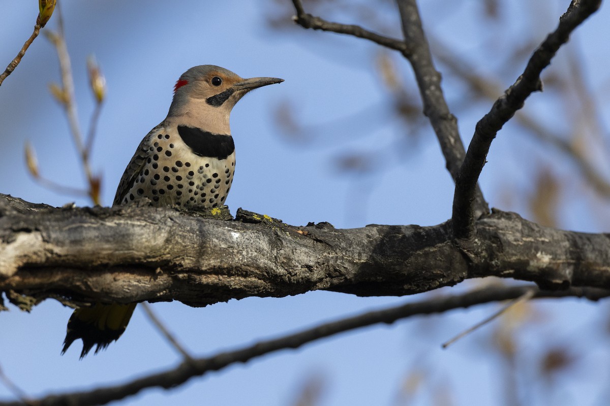 Northern Flicker (Yellow-shafted) - ML617510145