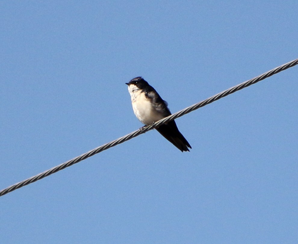 Blue-and-white Swallow - Feliciano Lumini