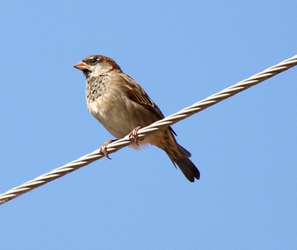 House Sparrow - Feliciano Lumini