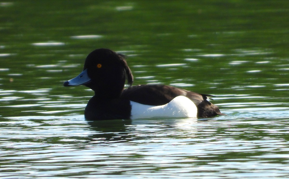 Tufted Duck - ML617510214