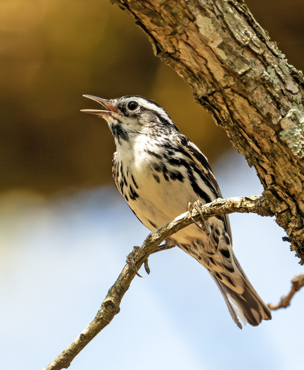 Black-and-white Warbler - ML617510224