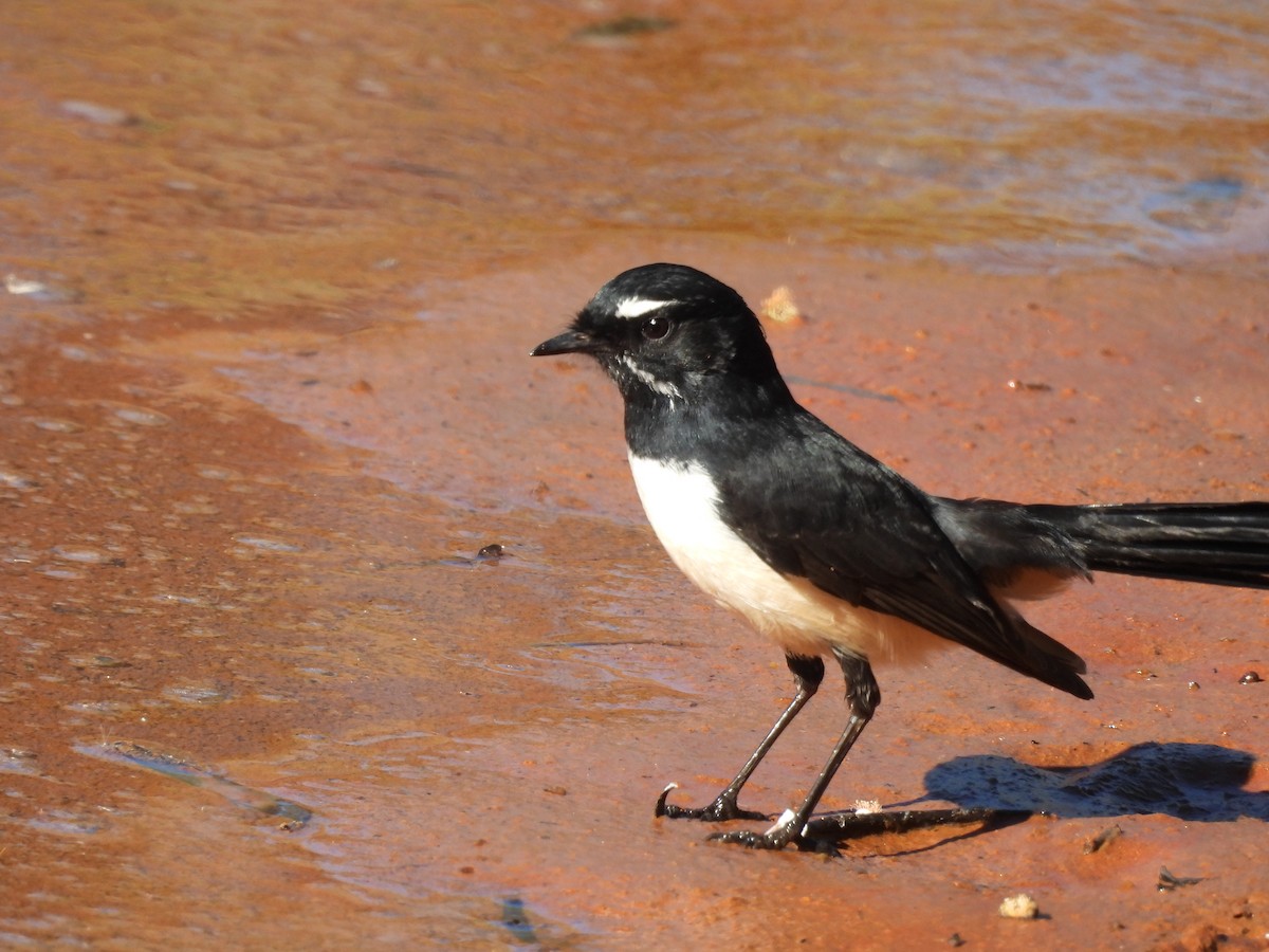 Willie-wagtail - Chanith Wijeratne
