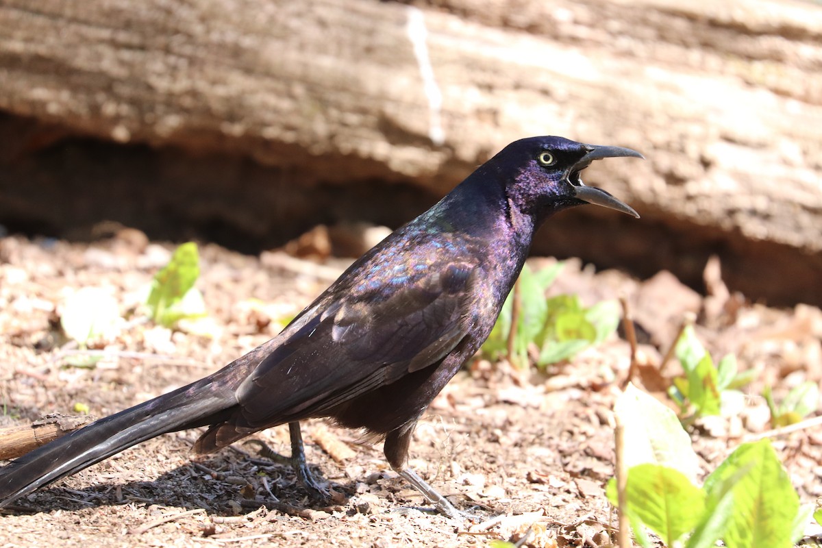 Common Grackle - Hailey Clancy