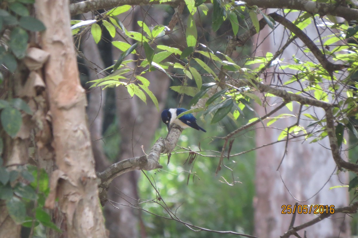 Forest Kingfisher - Hitomi Ward
