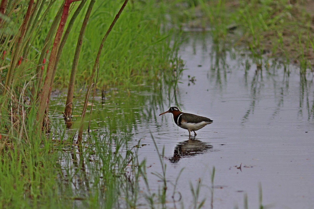 Greater Painted-Snipe - ML617510421