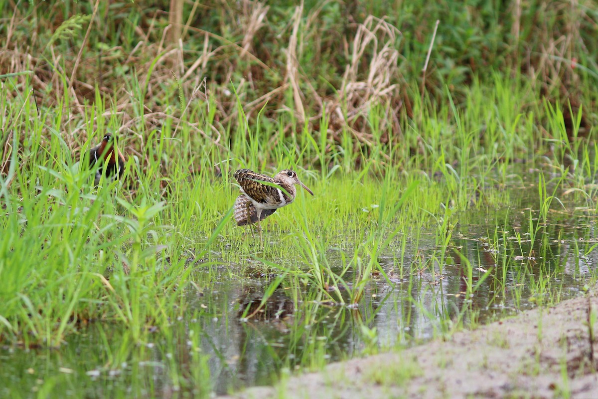 Greater Painted-Snipe - ML617510422