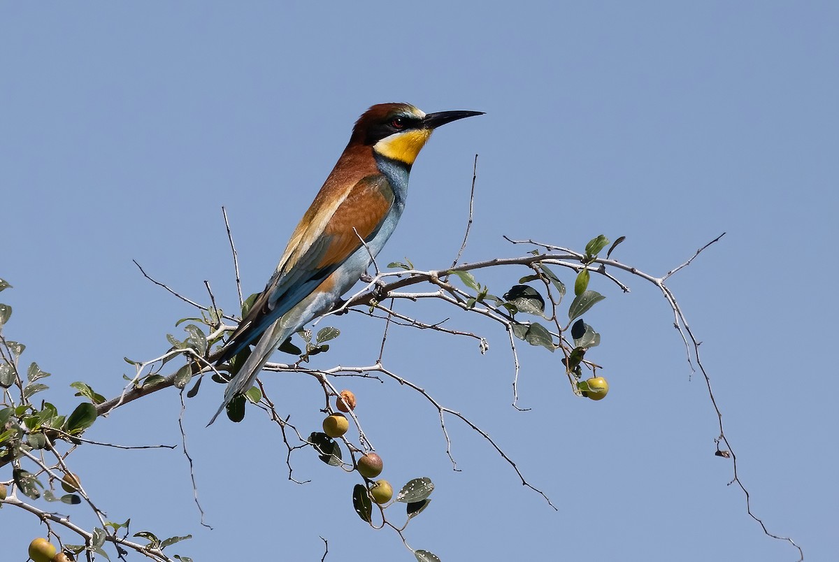 European Bee-eater - Ilan Moriya