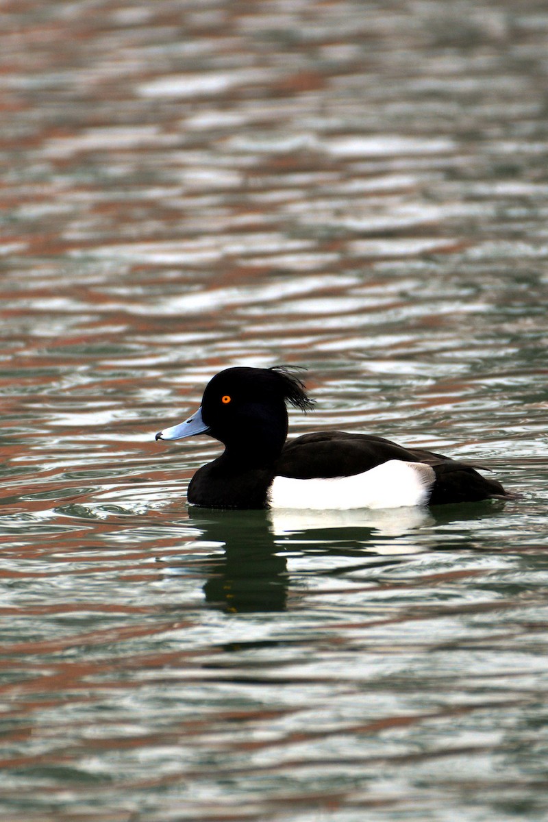 Tufted Duck - Surjeet Pathania