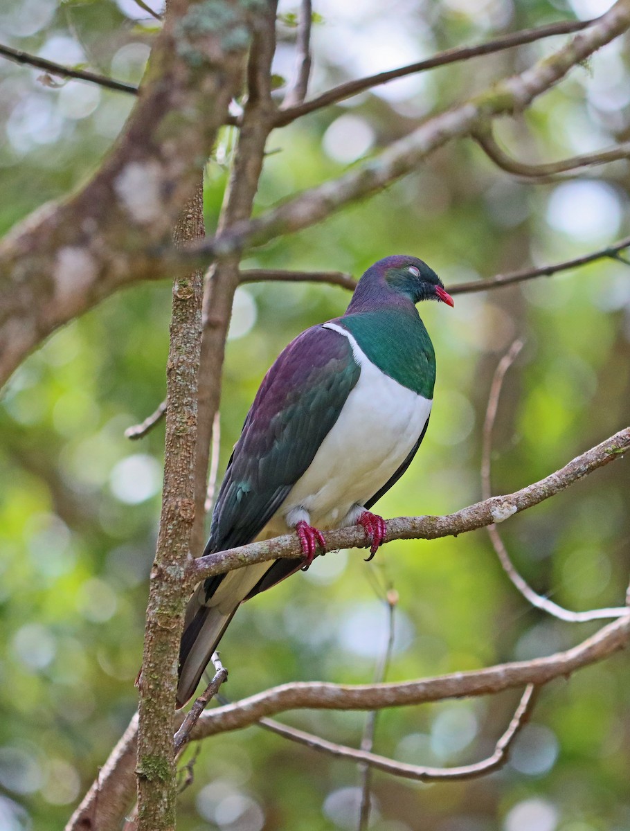 New Zealand Pigeon - ML617510479