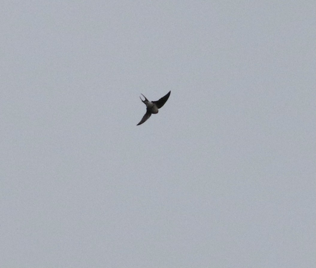 Barn Swallow (White-bellied) - ML617510512
