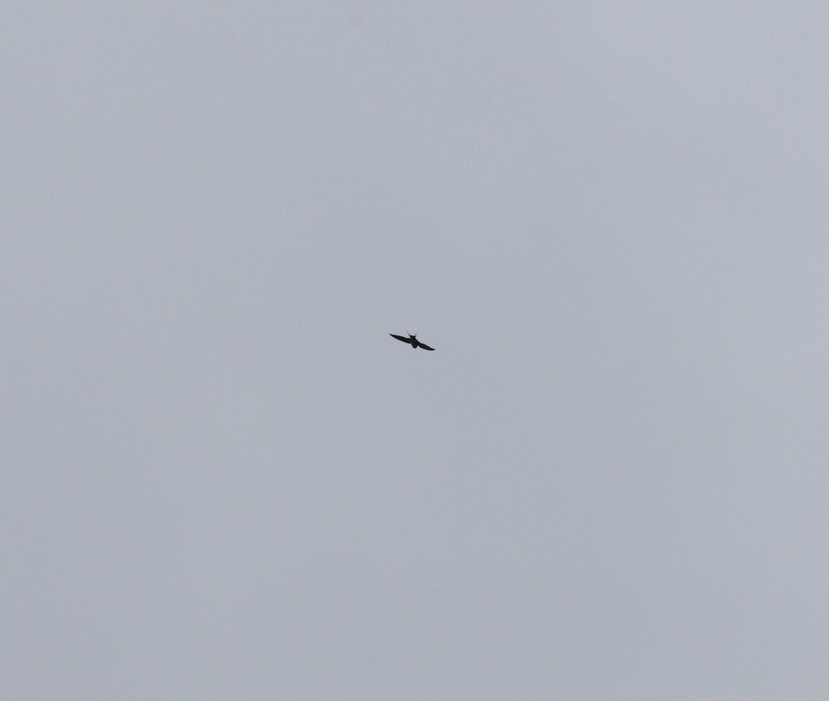 Barn Swallow (White-bellied) - ML617510513