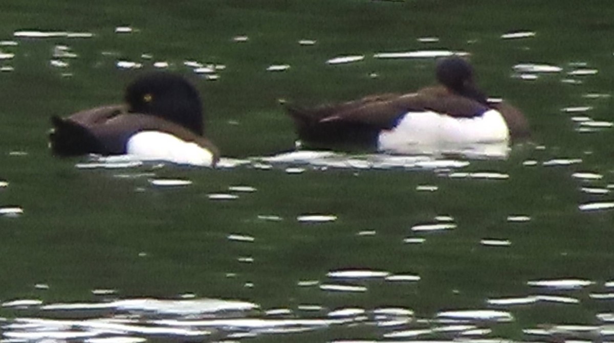Tufted Duck - ML617510543