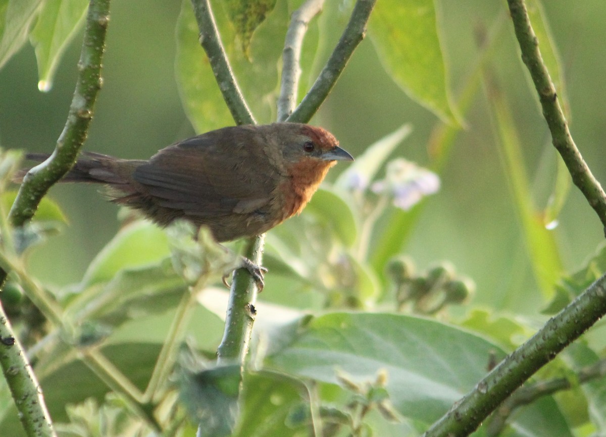 Orange-breasted Thornbird - Miguel  Magro