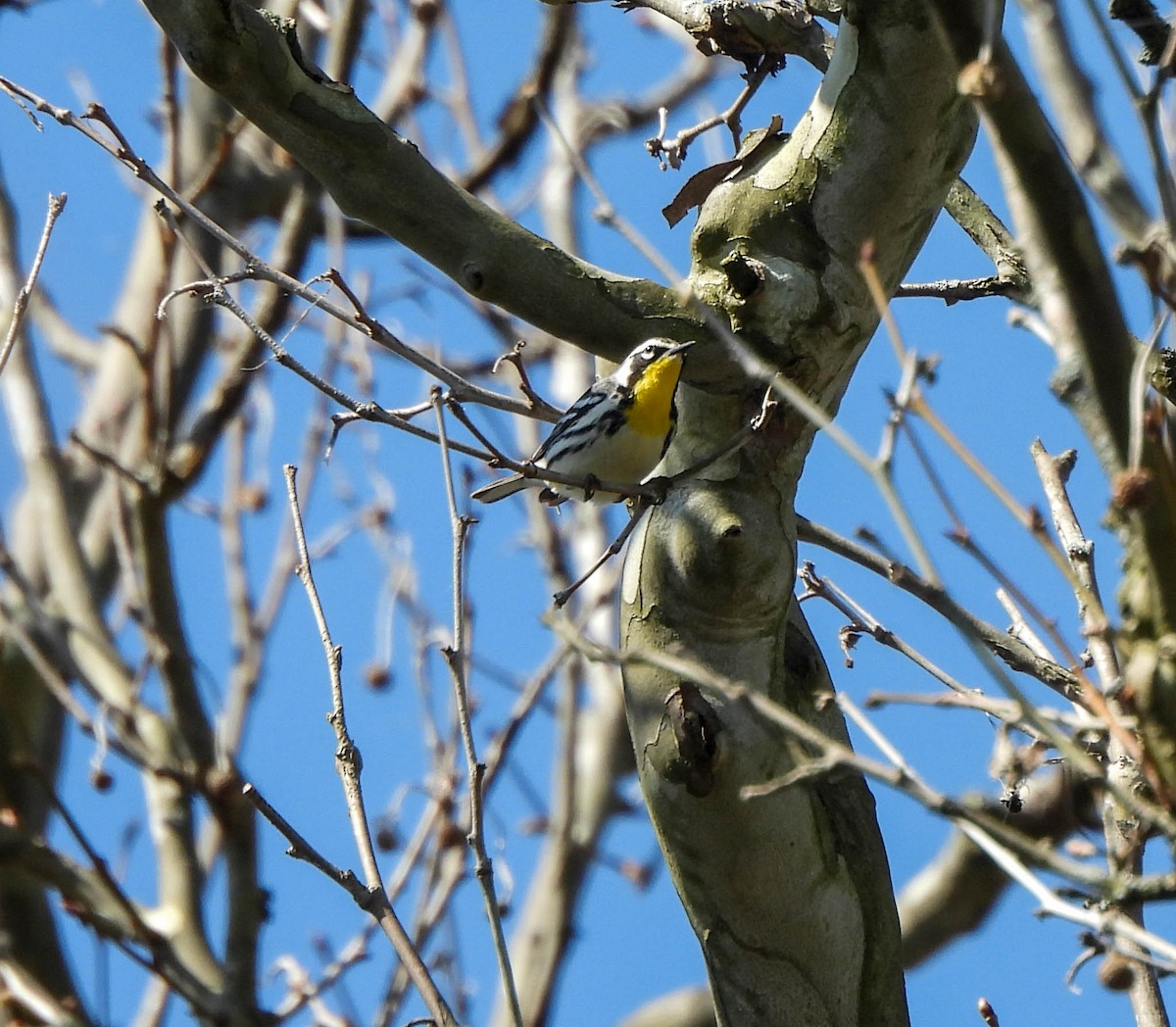Yellow-throated Warbler - ML617510654