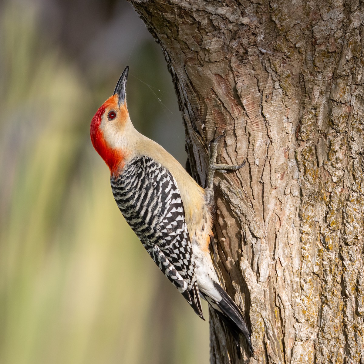 Red-bellied Woodpecker - ML617510681