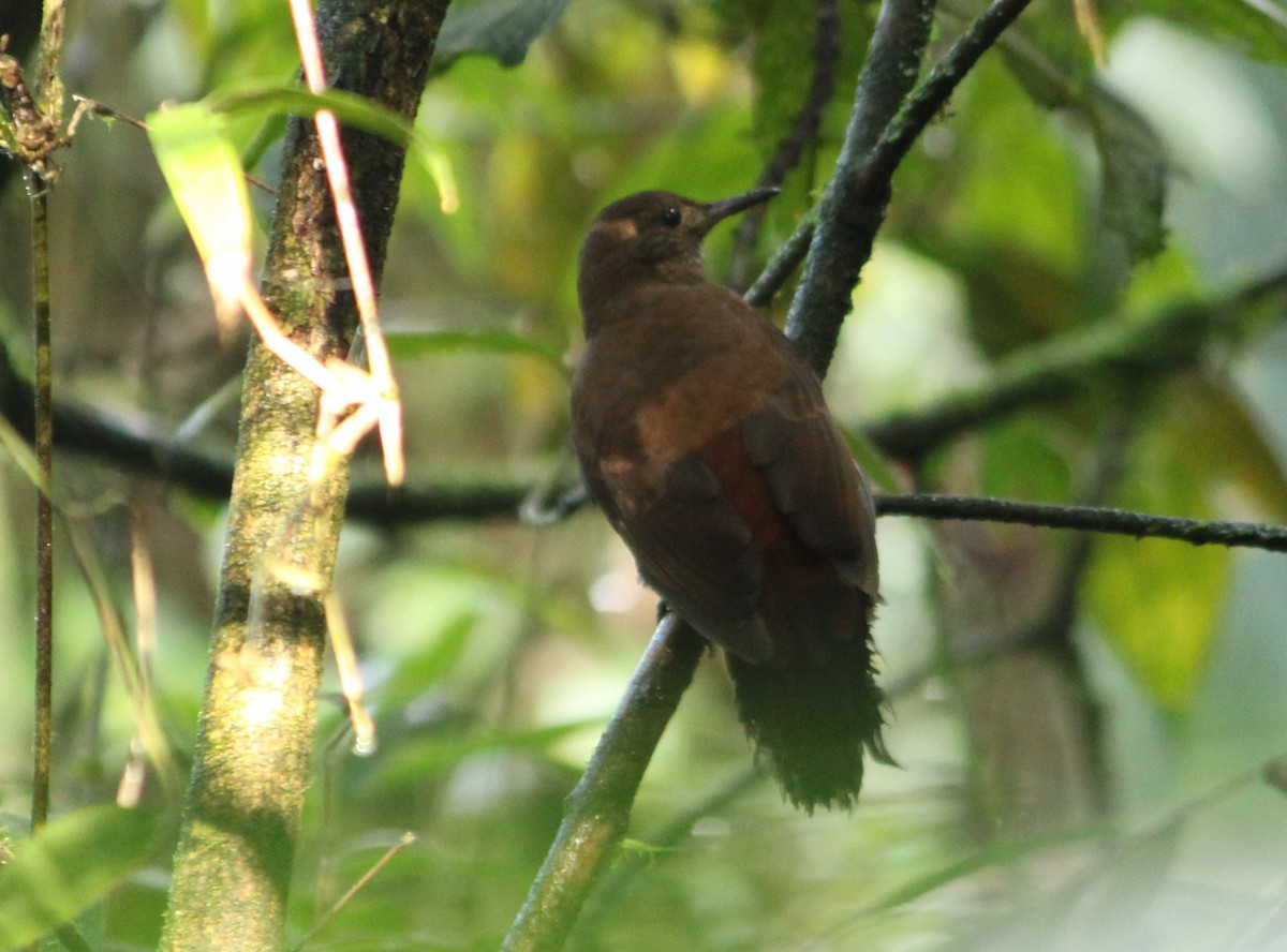 Rufous-breasted Leaftosser - Miguel  Magro