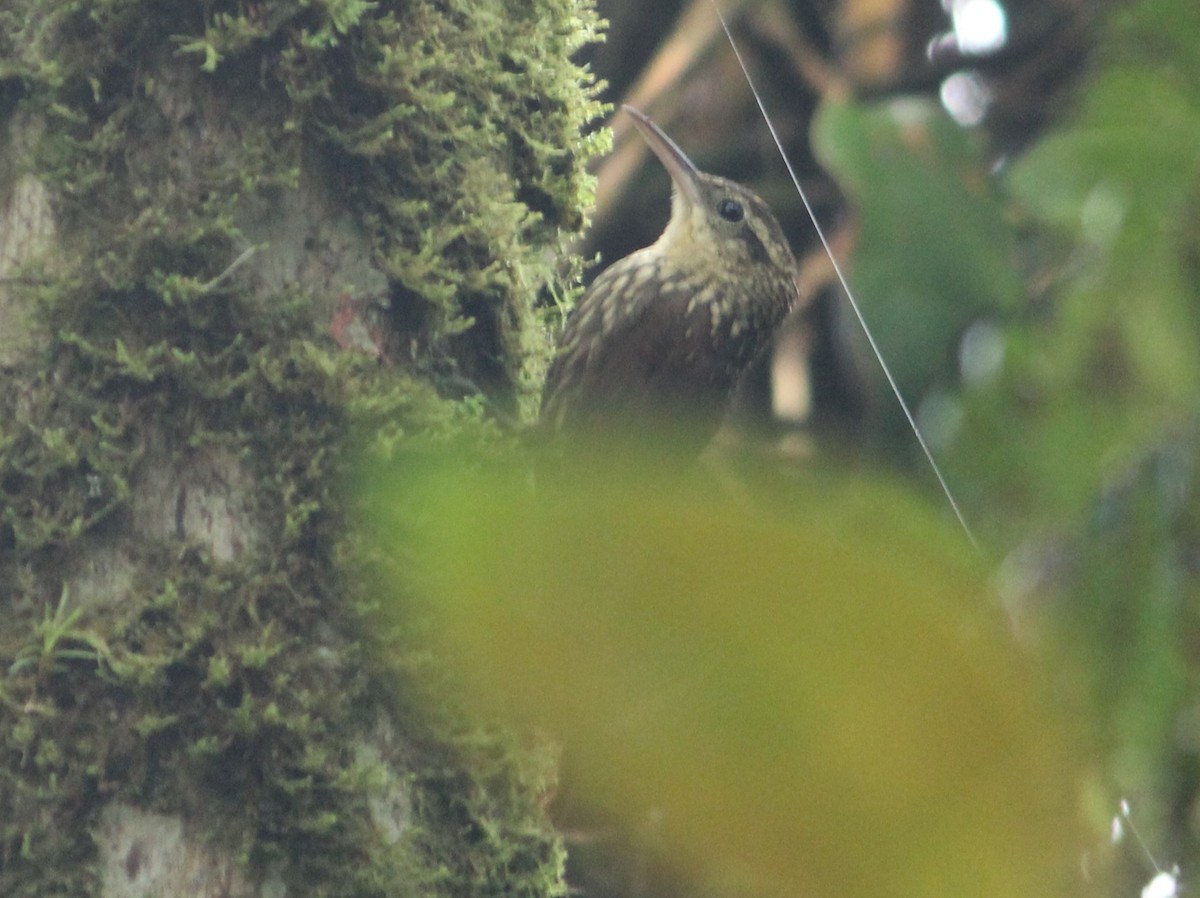 Lesser Woodcreeper - Miguel  Magro