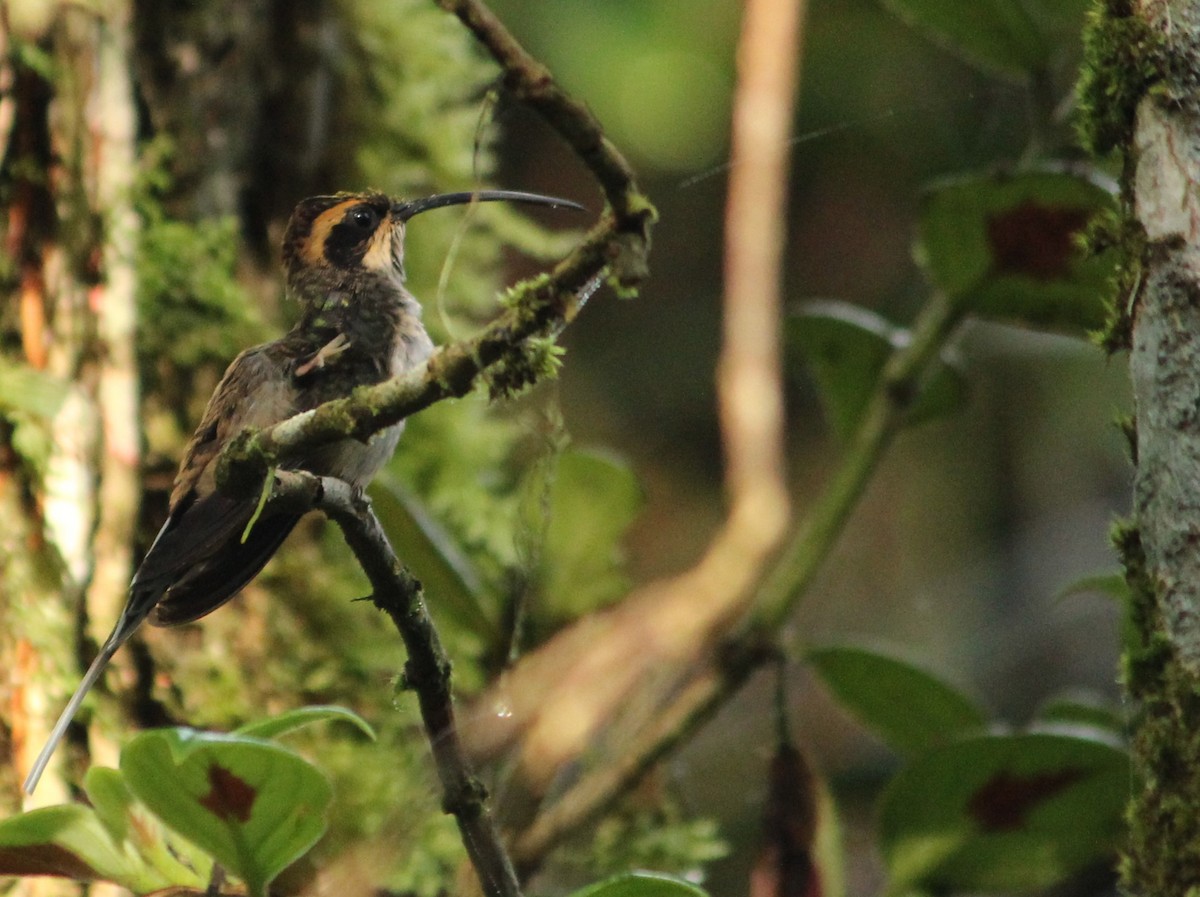 Scale-throated Hermit - ML617510709