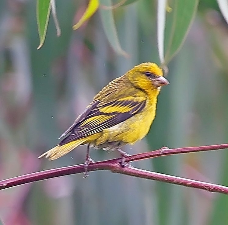 Yellow-crowned Canary - ML617510723