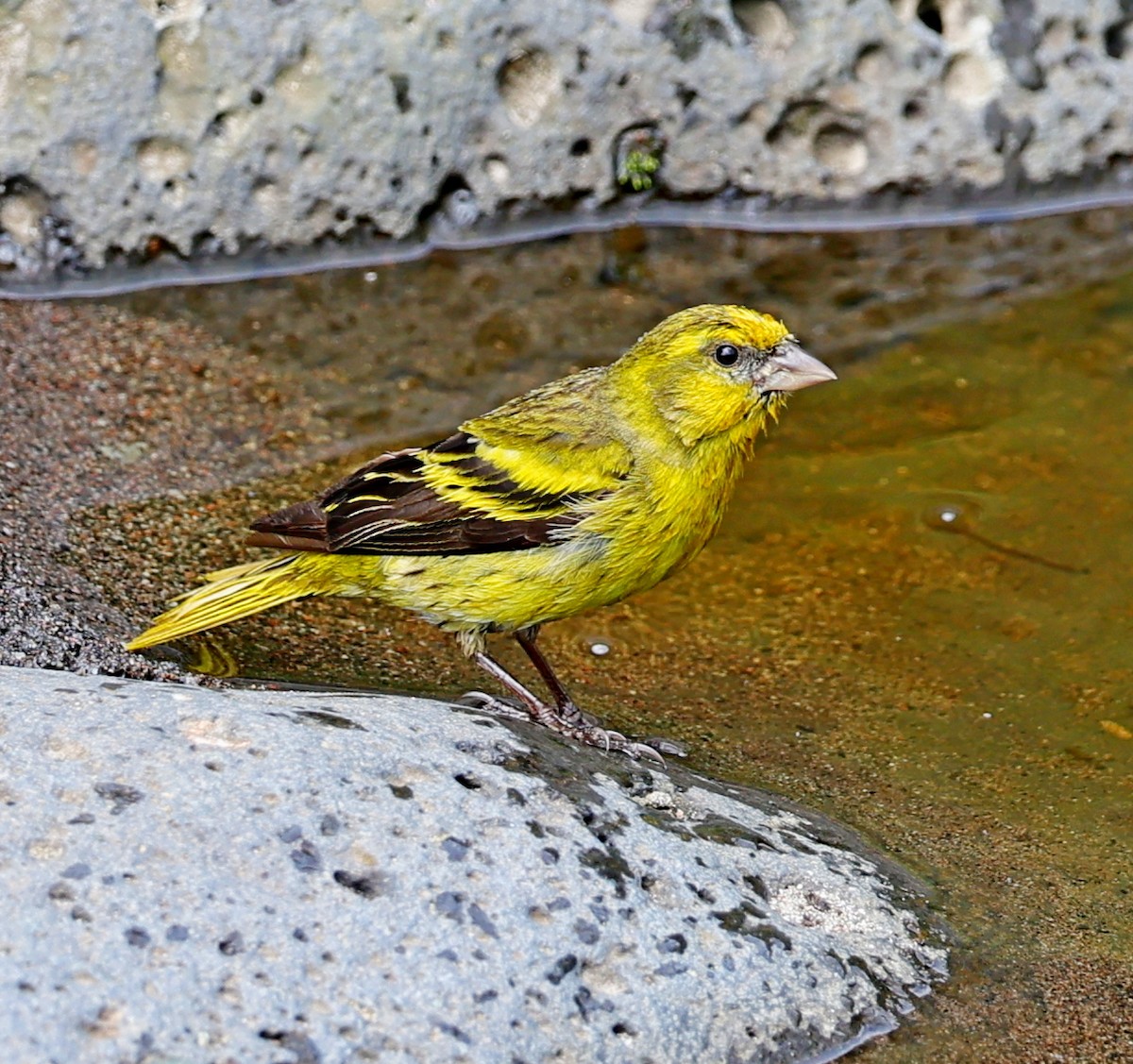 Yellow-crowned Canary - ML617510727