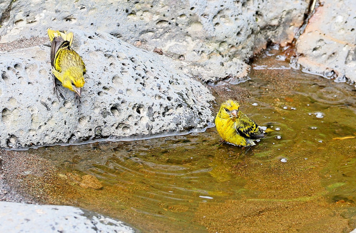 Yellow-crowned Canary - Maciej  Kotlarski