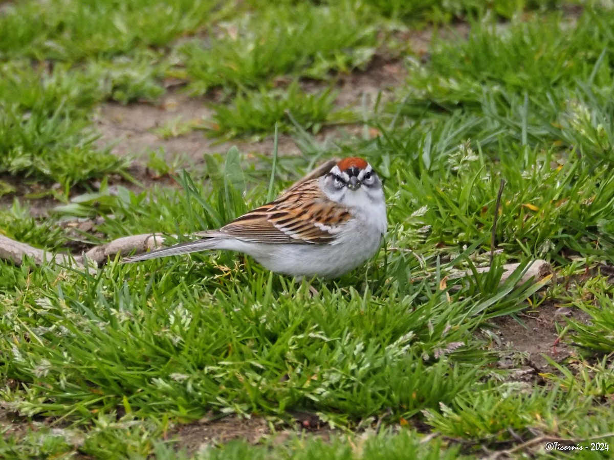 Chipping Sparrow - ML617510816
