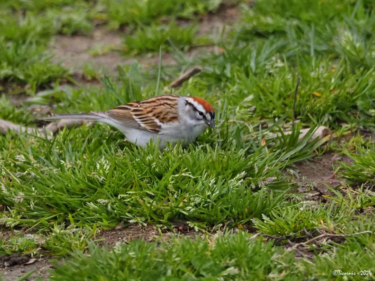 Chipping Sparrow - ML617510817