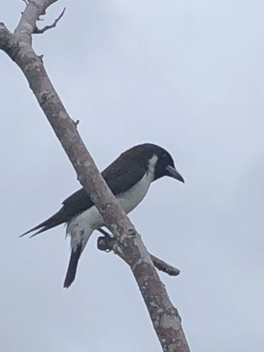 Fiji Woodswallow - ML617510871