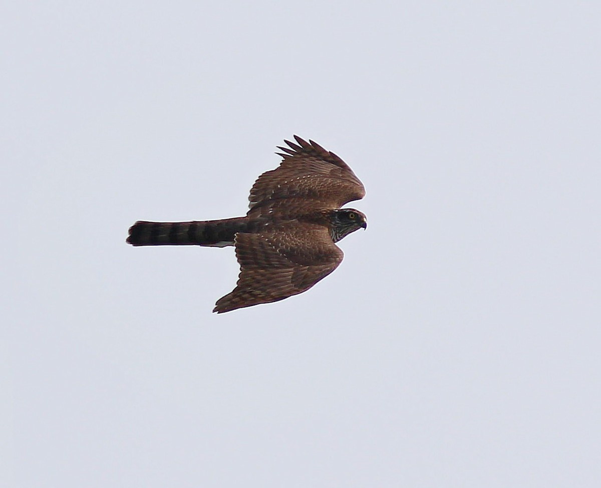 Eurasian Sparrowhawk - ML617510896