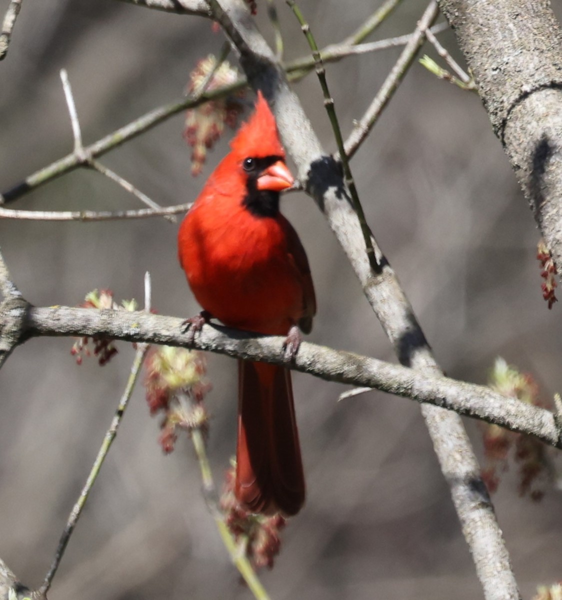 Northern Cardinal (Common) - ML617510919