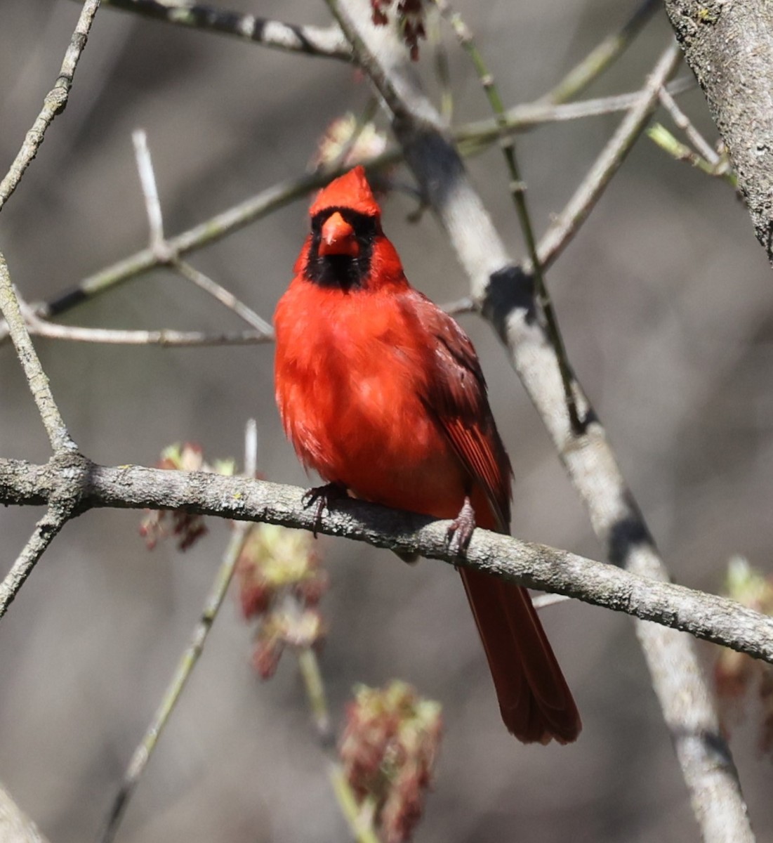 Northern Cardinal (Common) - ML617510920