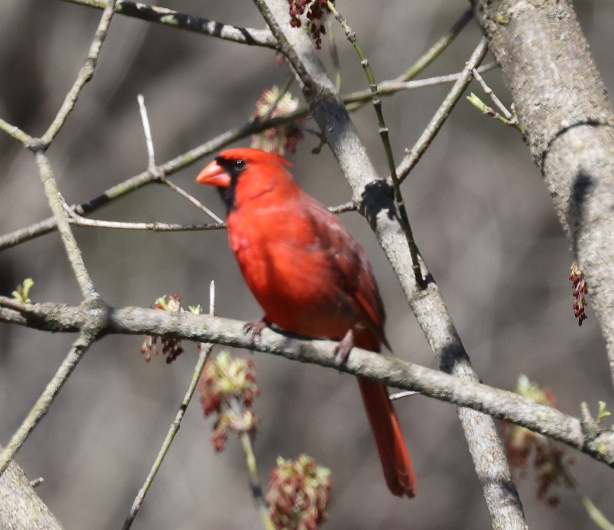 Northern Cardinal (Common) - ML617510921