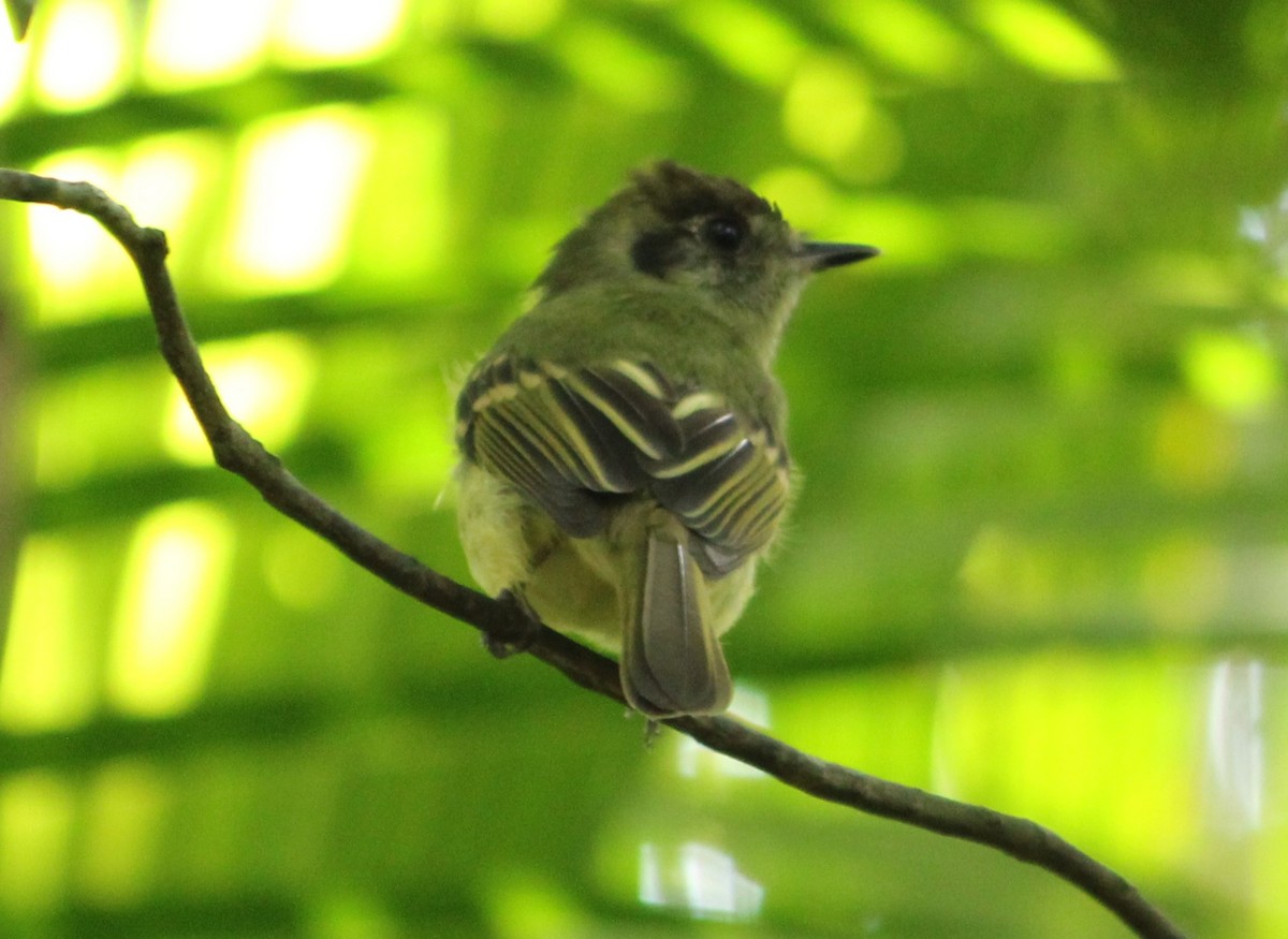 Sepia-capped Flycatcher - ML617510940