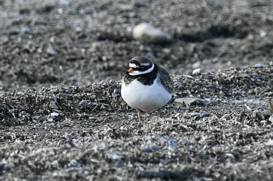 Common Ringed Plover - ML617511108
