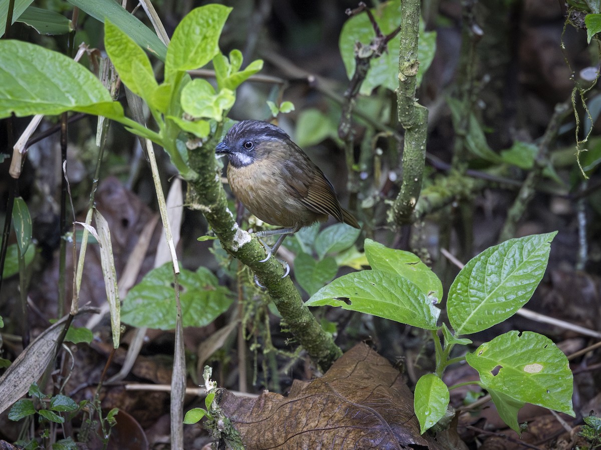 Gray-throated Babbler - Charmain Ang