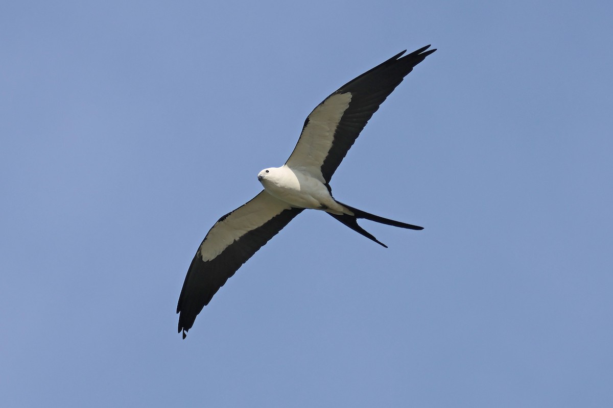 Swallow-tailed Kite - ML617511194