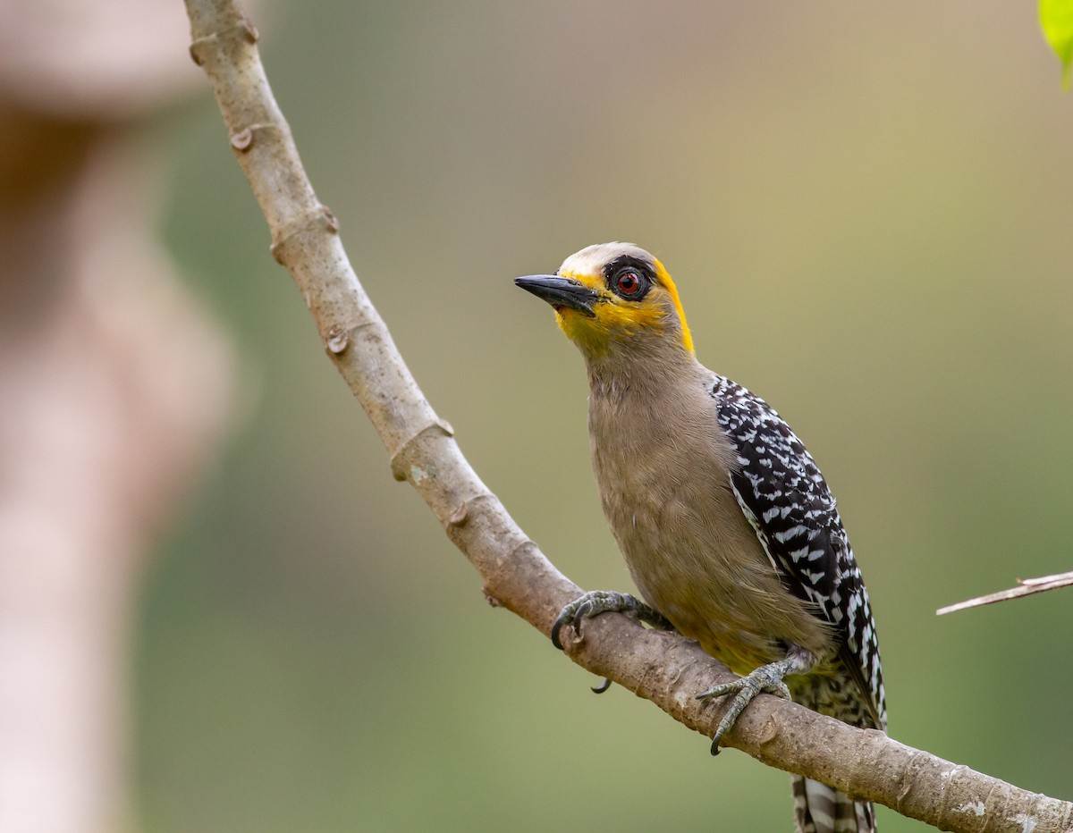 Golden-cheeked Woodpecker - Adam Sell