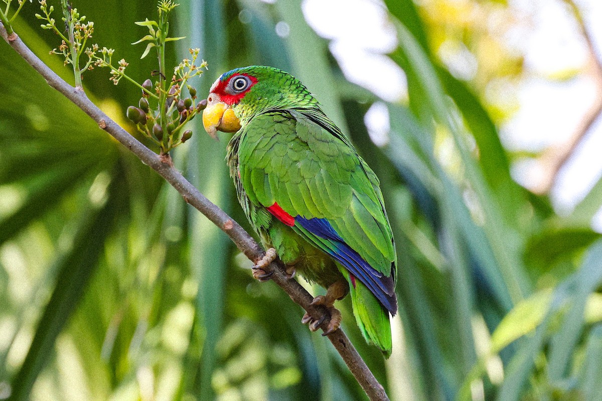 White-fronted Parrot - ML617511235