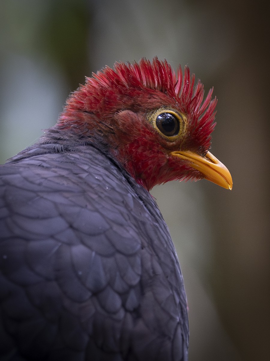Crimson-headed Partridge - Charmain Ang