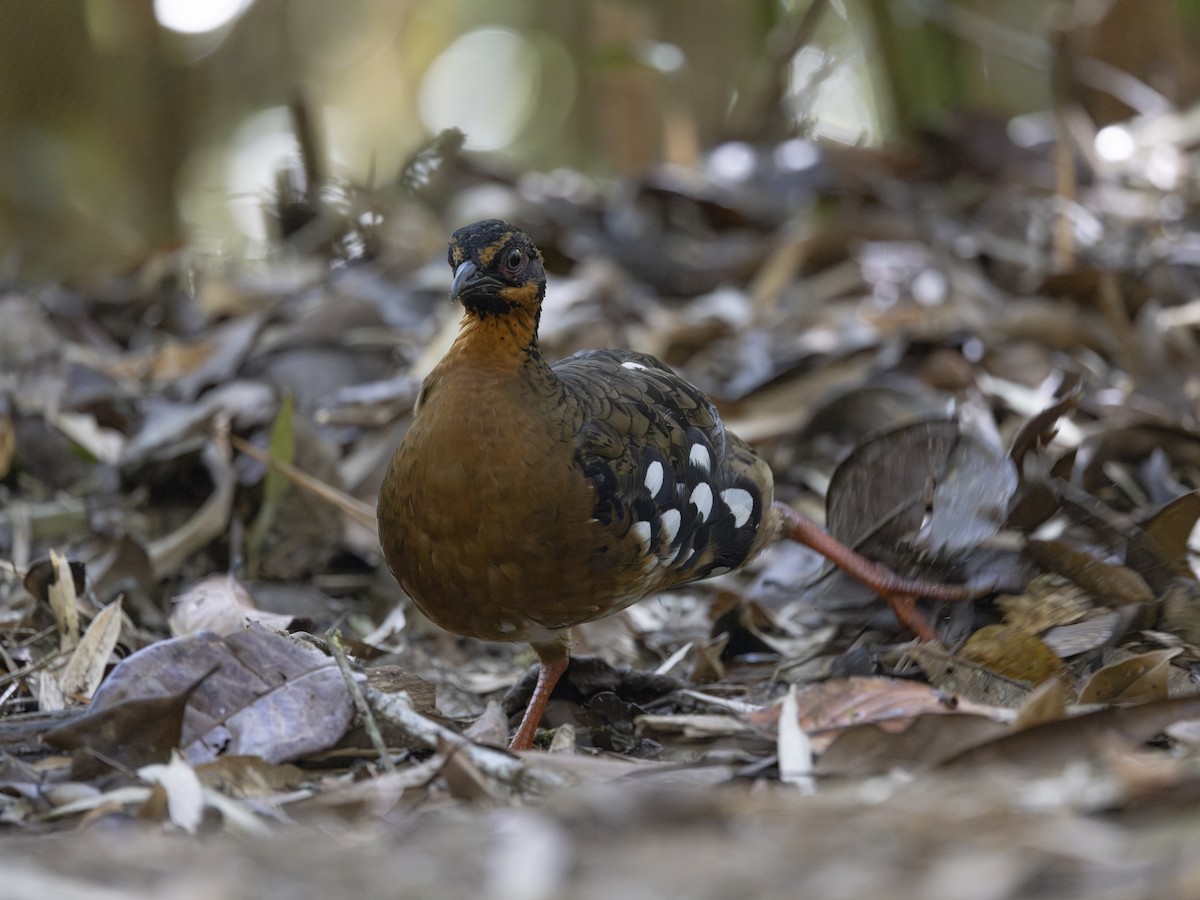 Red-breasted Partridge - ML617511290