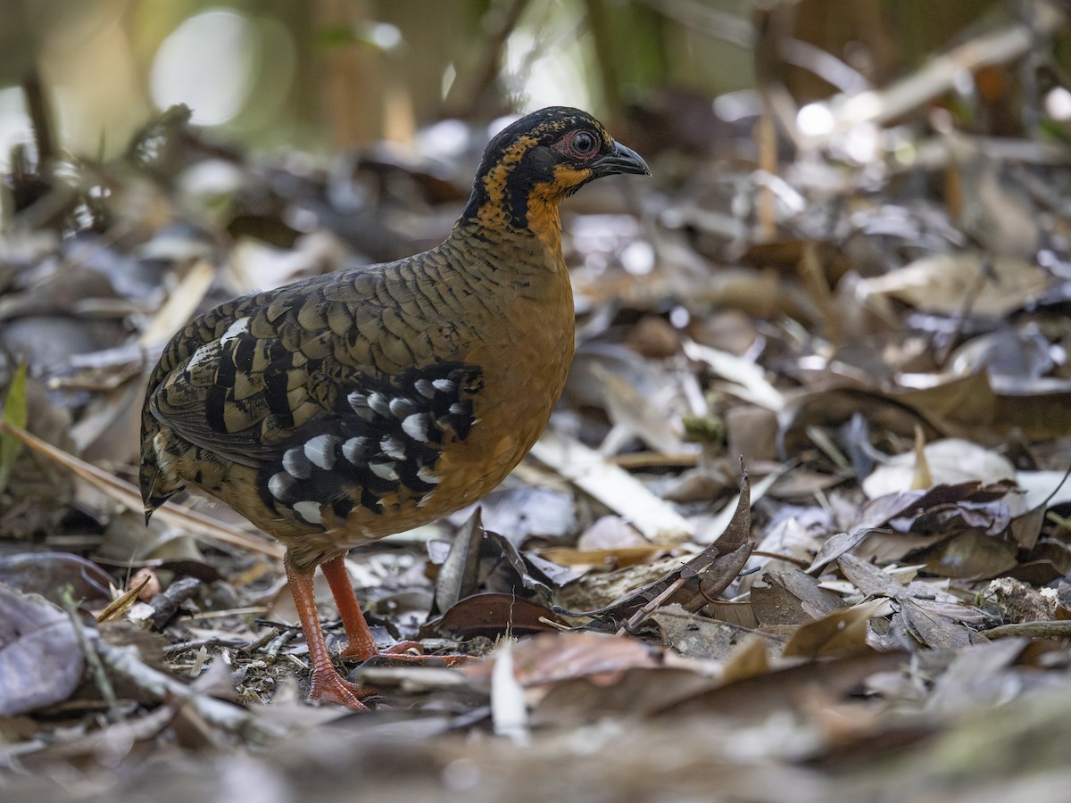 Red-breasted Partridge - ML617511291
