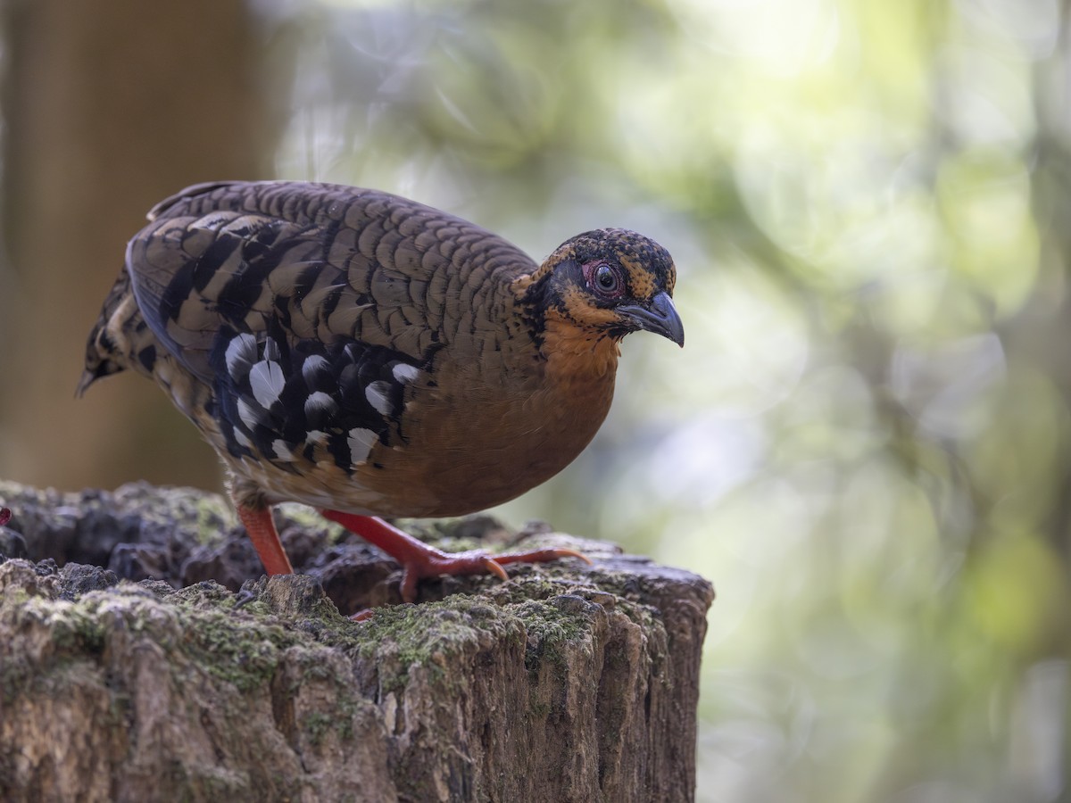 Red-breasted Partridge - ML617511292