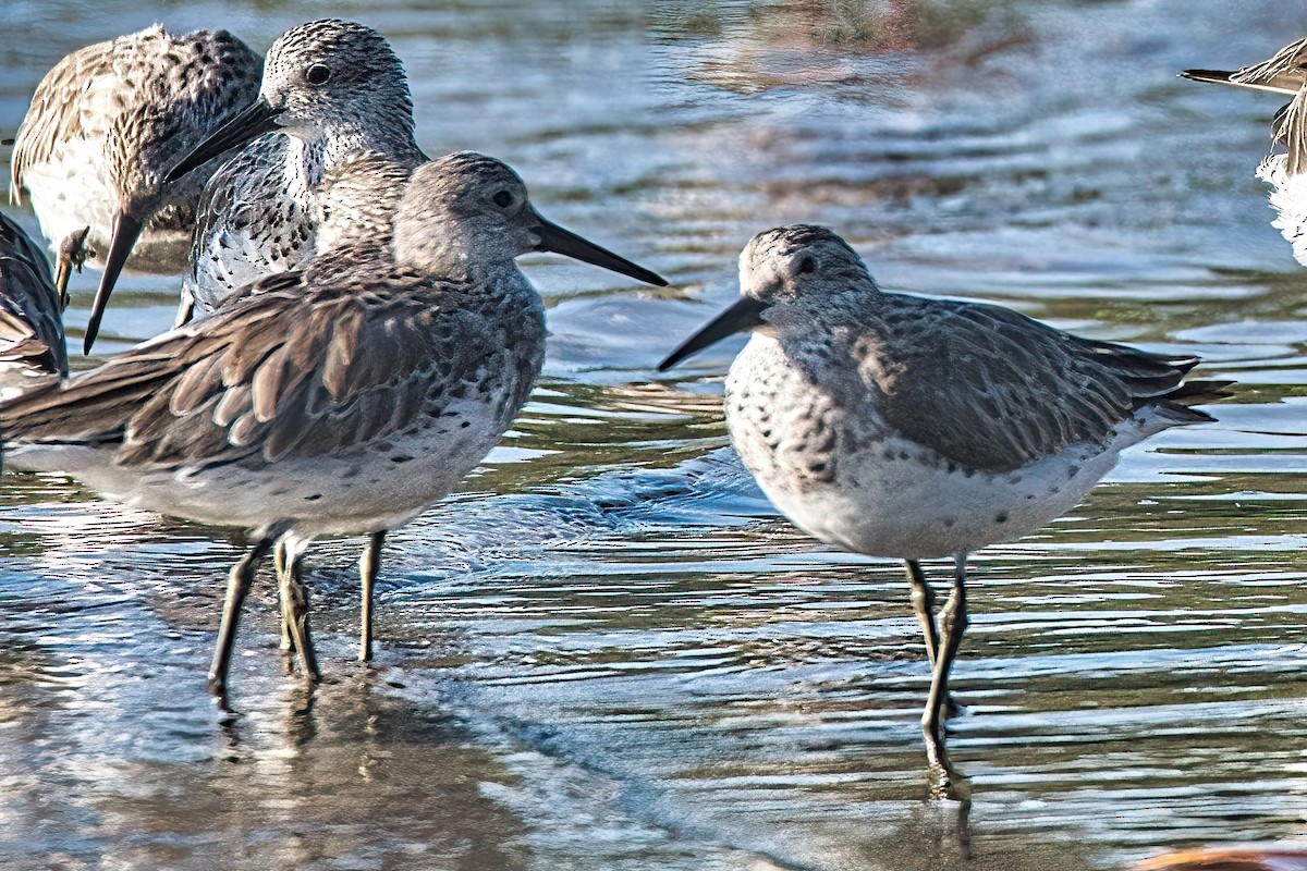 Great Knot - ML617511403