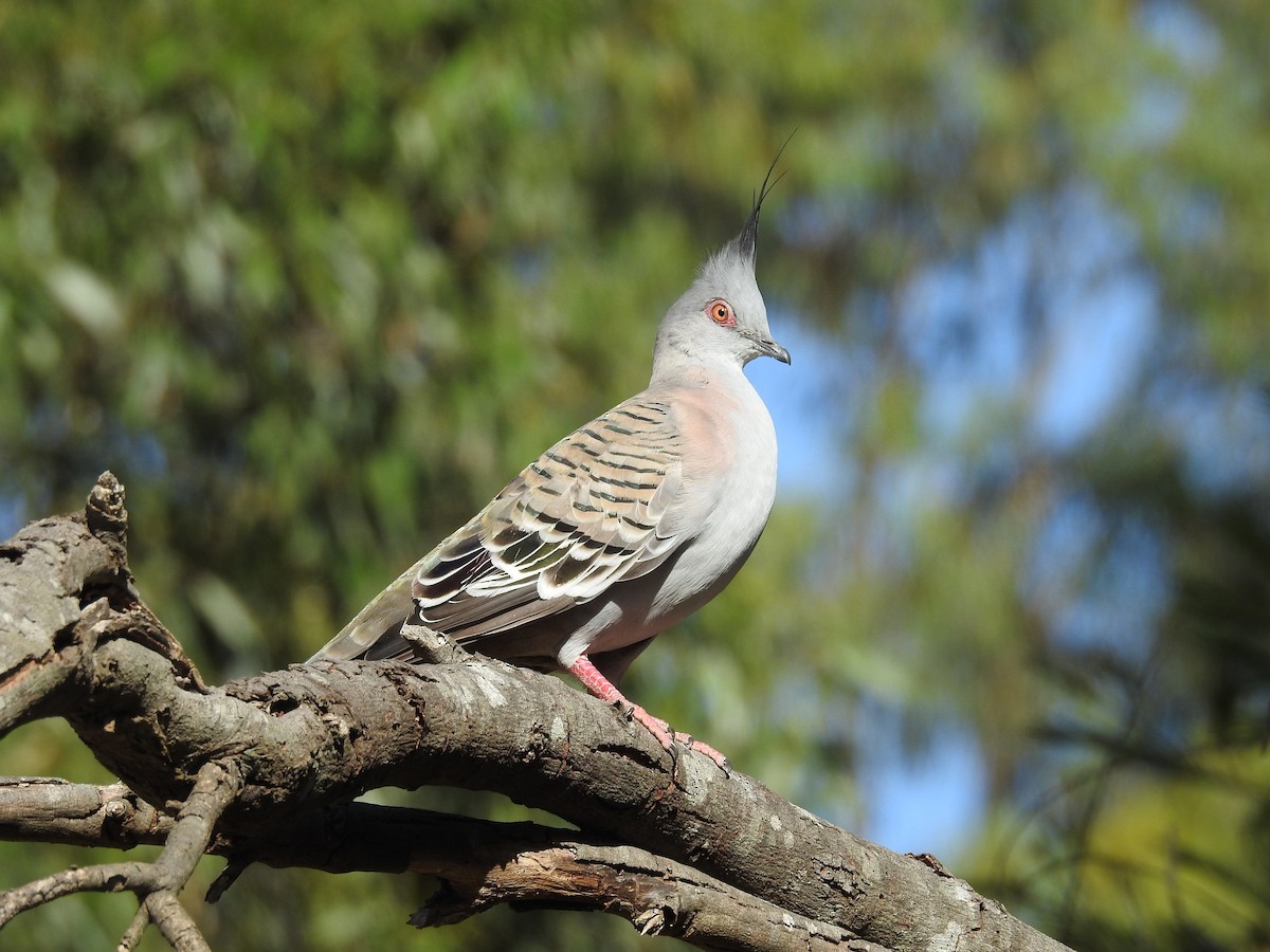 Crested Pigeon - ML617511412