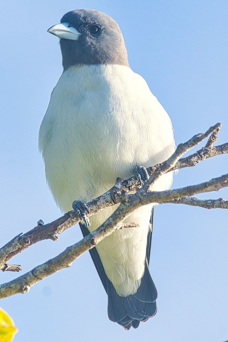 White-breasted Woodswallow - ML617511426
